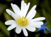 White_Flower_Closeup.jpg