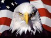 American-Patriot.jpg