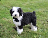 sheepadoodle.jpg