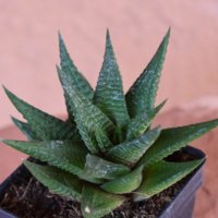 Haworthia-Limifolia-600x600.jpg