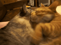 cat-hug-6 (1).gif
