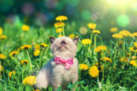 kitten-with-bow-tie-in-flowers.jpg