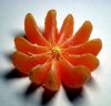 4-citrusni-ovoshja-www.kafepauza.mk_.jpg
