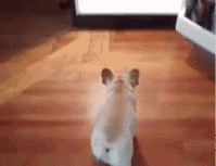 ccf9b3d00c6aa4613121402e90d3ed0a.gif