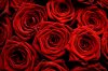 red-roses-photo.jpg