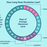 1960235-how-long-does-ovulation-last-01-5ae09af91f4e130039d80d9e.png