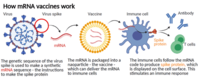 inline-mrna-graphic-550px.png