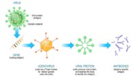 viral-vector-vaccine-1024x616.jpeg