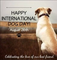 26.08.dog.jpg