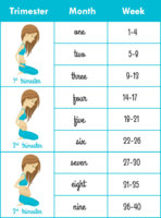 Week-to-Month-Pregnancy-Chart-1.jpg