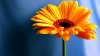 Nature_Flowers_Yellow_contrast_flower__Flowers_008376_.jpg