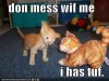 funny-pictures-kitten-is-tough-and-should-not-be-messed-with.jpg