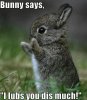 bun.jpg