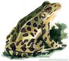 leopard-frog.jpg