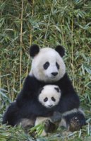 gallery-1432764291-pandas.jpg