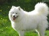 piekny-samojed-duzy.jpeg