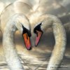 25_SwanLove_Pic.jpg