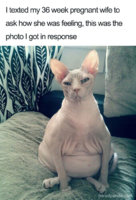 pregnancy-memes-17-5c068b93a458d__700.jpg