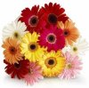 Gerberas.jpg