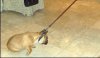 dog_pictures_bull-dog_leash.jpg