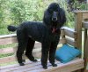 Funny Black Poodle Dog_1.jpg