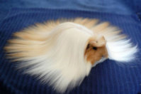 animal-hair-61-58fdd22da1f8b__700.jpg