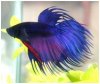 betta.jpg