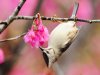 Spring_flowers_and_bird_Wallpaper__yvt2.jpg