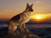 GSD-at-Sunset.jpg