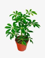1624546755-10-Best-Indoor-Plants-Gear-Patrol-umbrella.jpg