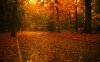 landscape-nature-fall-leaves-forest.jpg