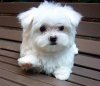 1277481636_101884228_1-Pictures-of--Maltese-Puppy-for-sale.jpg