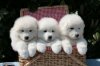 samoyed+puppy_large.jpg