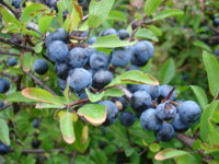 Closeup_of_blackthorn_aka_sloe_aka_prunus_spinosa_sweden_20050924.jpg