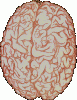 funny-animations-male-brain.gif