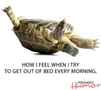TURTLE-PREGNANT-MEME-FUNNY (1).jpg