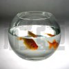 L-Ball-Fish-Bowl-SY363-CR-.jpg