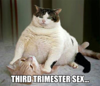 pregnancy-memes-13-5c068142dfd6b__700.jpg