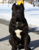 Cane Corso.jpg