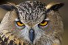 owl.jpg