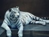 white-tigers.jpg