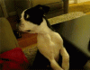 dcim.dm.gif