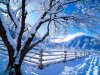 snow-on-tree-wallpaper.jpg