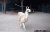 asdd, x.gif