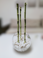 PhotoRoom-20230214_002713.png