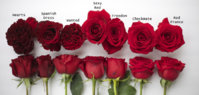 red-roses-varieties.jpg