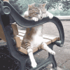 animated.c.gif