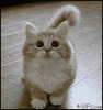 1DA4AAD96.gif