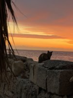 IMG_1035.jpeg