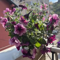 IMG_1454.jpeg